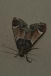 Pyralis farinalis