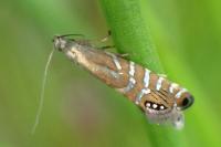 Glyphipterix thrasonella