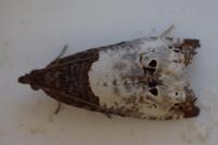 Notocelia roborana