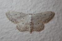 Idaea seriata