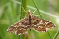 Diasemia reticularis