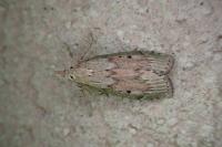 Aphomia sociella