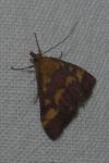 Pyrausta purpuralis