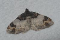 Catarhoe cuculata