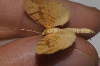 Gandaritis pyraliata