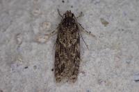 Gelechia muscosella