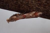 Pempelia palumbella
