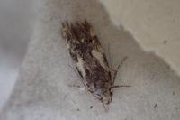 Teleiodes flavimaculella