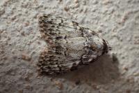 Meganola strigula