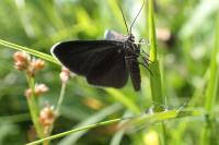 Odezia atrata