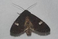 Melanchra persicariae