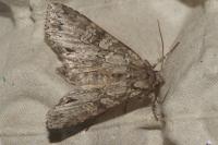 Polia nebulosa