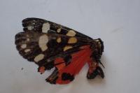 Callimorpha dominula
