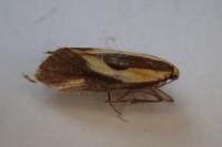 Harpella forficella