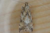 Brachmia blandella