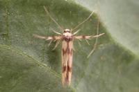 Stathmopoda pedella