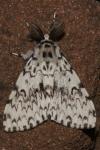 Lymantria monacha