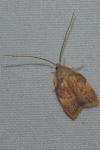 Carcina quercana