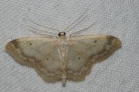 Idaea biselata
