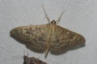 Patania ruralis