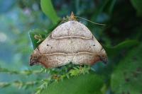 Laspeyria flexula