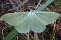 Geometra papilionaria