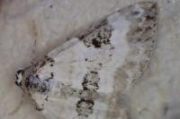 Perizoma blandiata