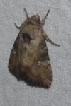 Apamea scolopacina