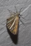 Isturgia limbaria limbaria