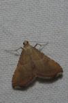 Endotricha flammealis