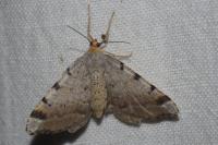 Macaria liturata