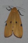 Lithosia quadra