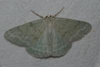 Pseudoterpna pruinata