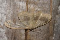 Idaea aversata