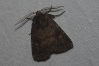 Rusina ferruginea