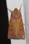 Mythimna conigera