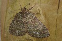 Hydriomena furcata