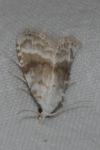Meganola albula