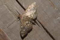 Anania coronata
