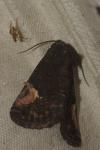 Aedia funesta