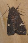 Melanchra persicariae