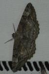 Alcis repandata