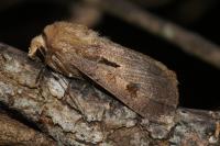 Agrotis exclamationis exclamationis