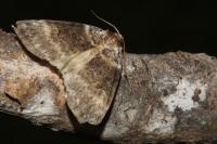 Tetheella fluctuosa
