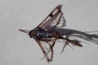 Synanthedon myopaeformis