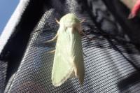 Calamia tridens