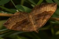 Scotopteryx chenopodiata
