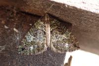 Hydriomena furcata