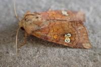 Amphipoea oculea