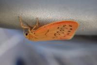Miltochrista miniata